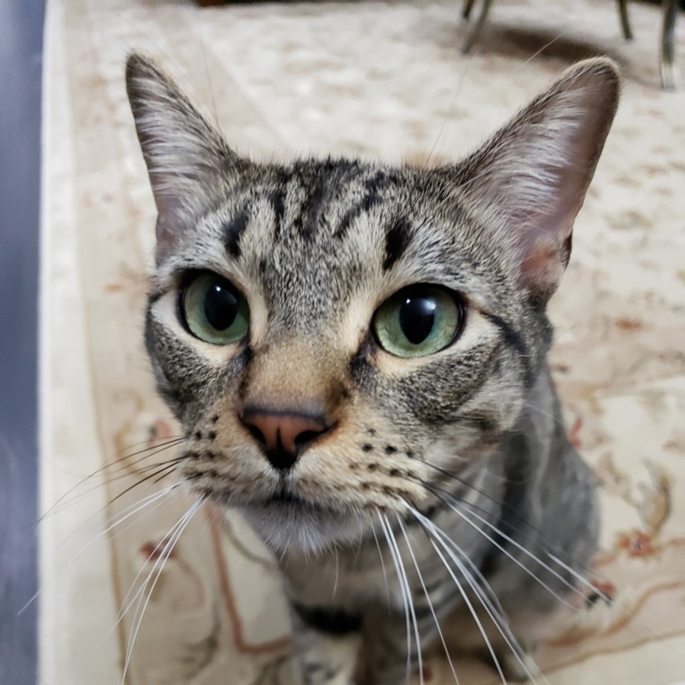 Meet your Posher, Sophia